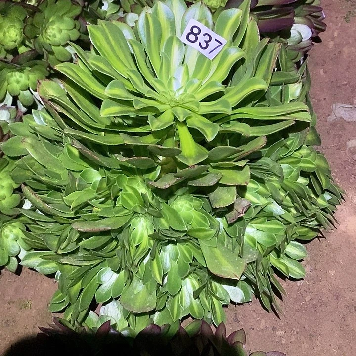 @*风多肉植物法师837知否