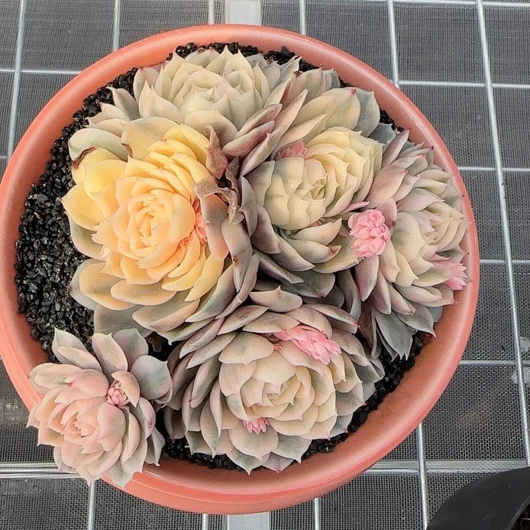 从前慢花园精选昂斯诺锦群