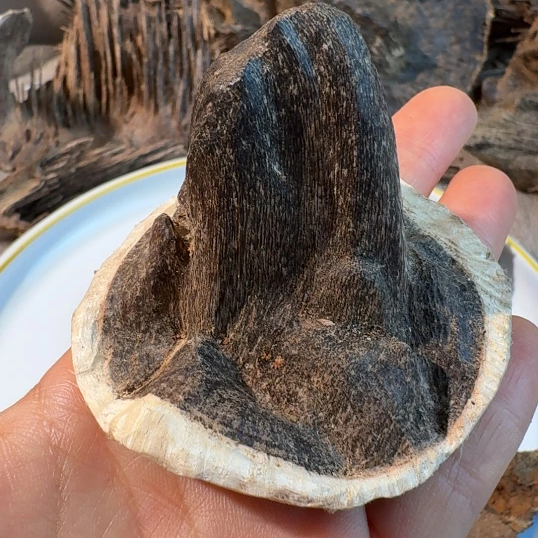 沉香碎屑沉香香港壳仔一个7.5