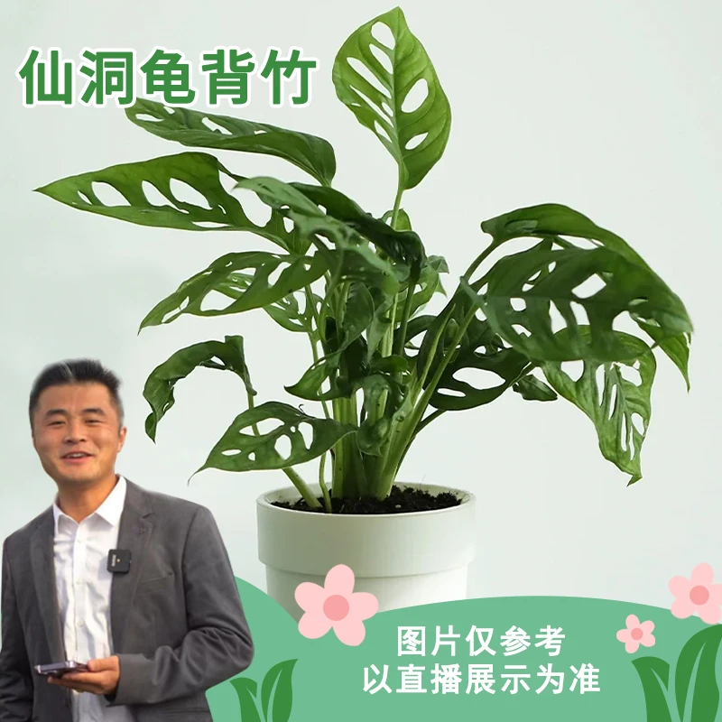 【热植馆】仙洞龟背竹ins风热带绿植室内盆栽四季爬藤