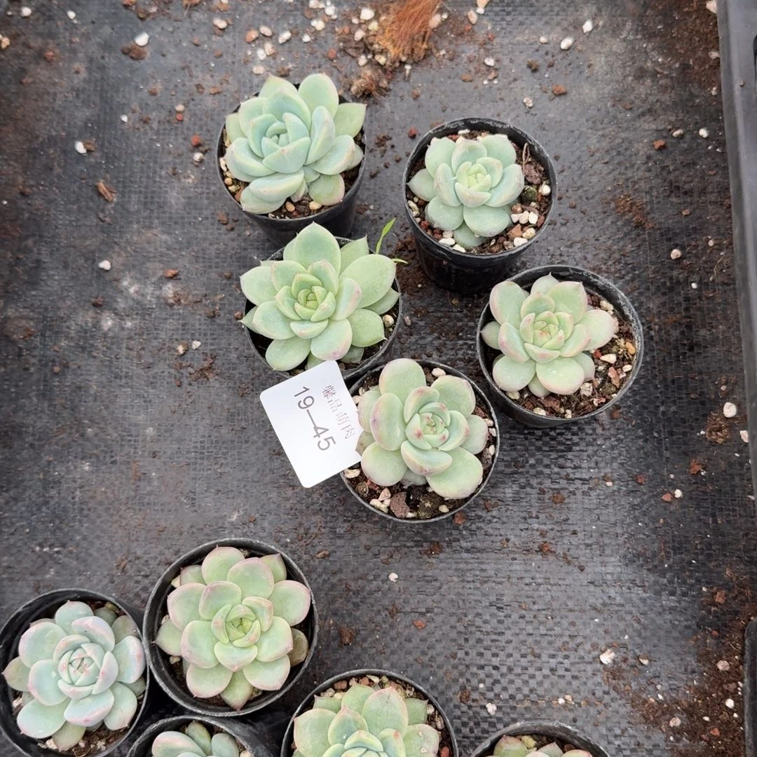 19-45五颗宽叶五颗窄叶珍妮量拍右五