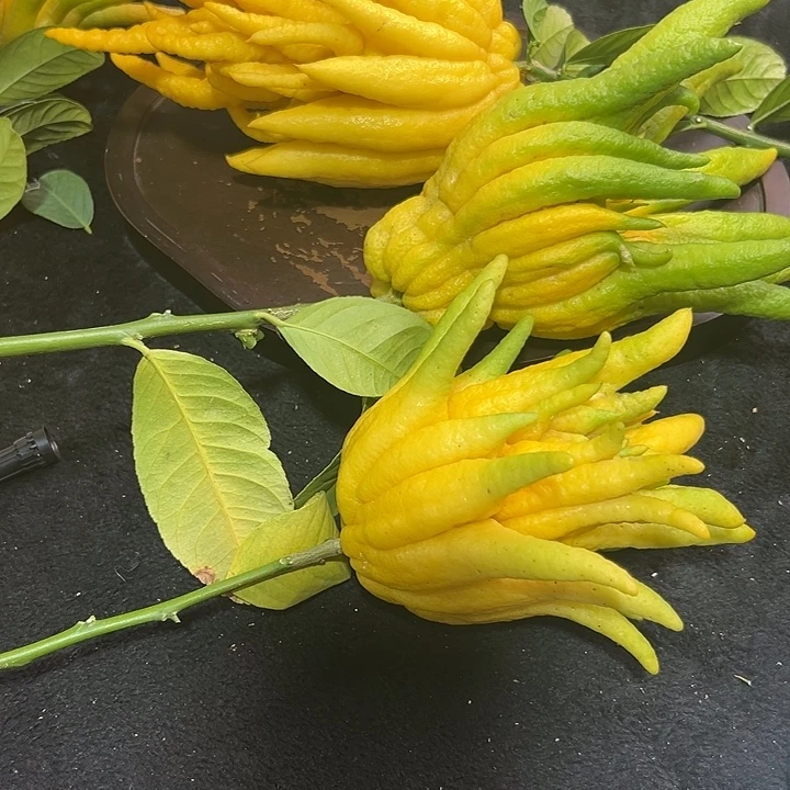 可***乐完全开放九九九九佛手