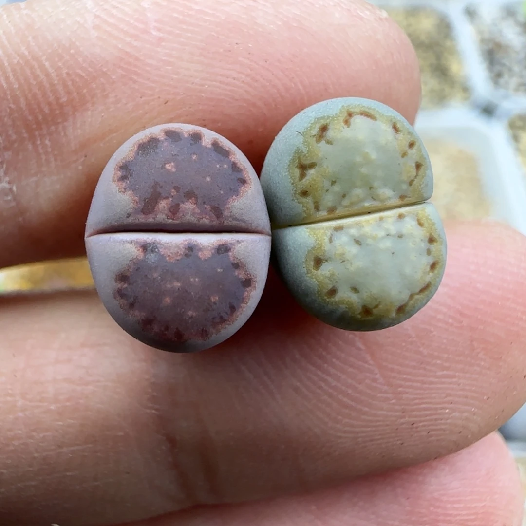 154小个子饼干清框福利30包邮