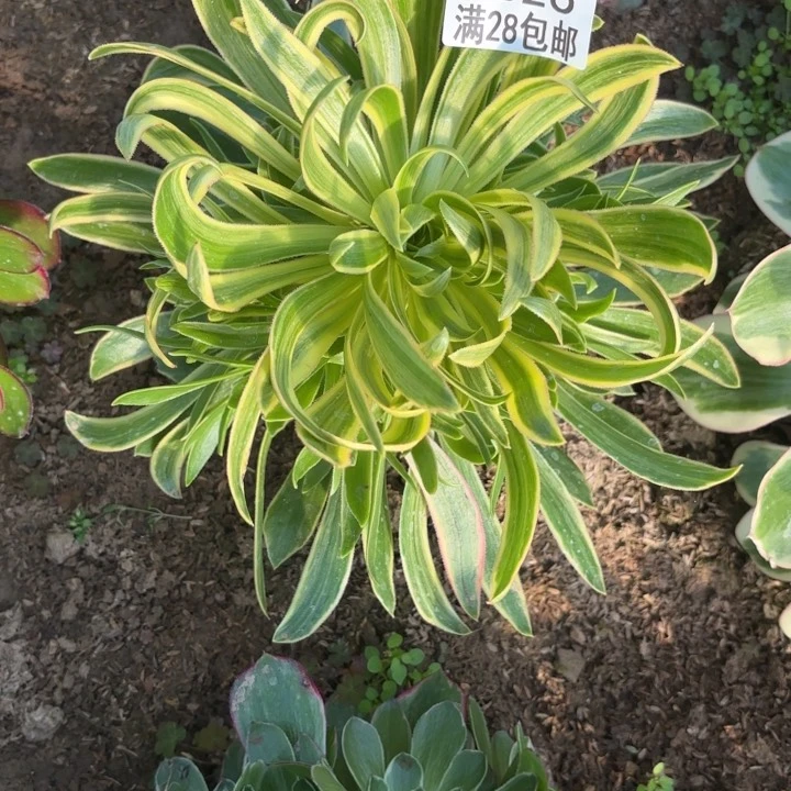 O.  6826虞姬多肉