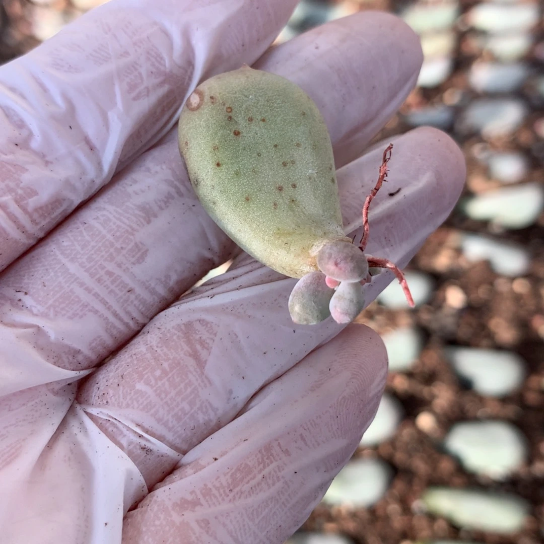 黄金鸡蛋大叶奶打野位