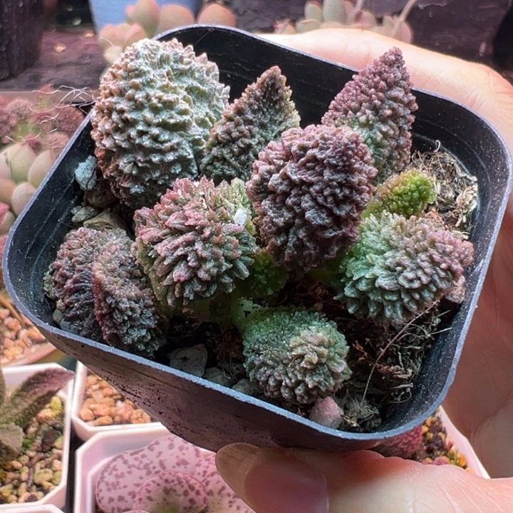 朱紫玉。