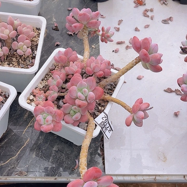 洛神27102多肉植物
