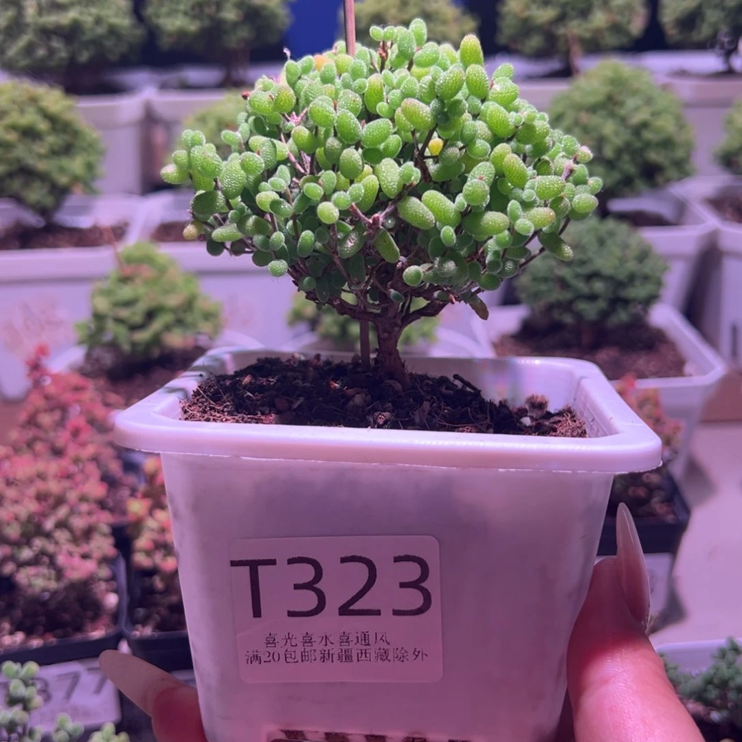 323金桔带盆土发货一物一拍