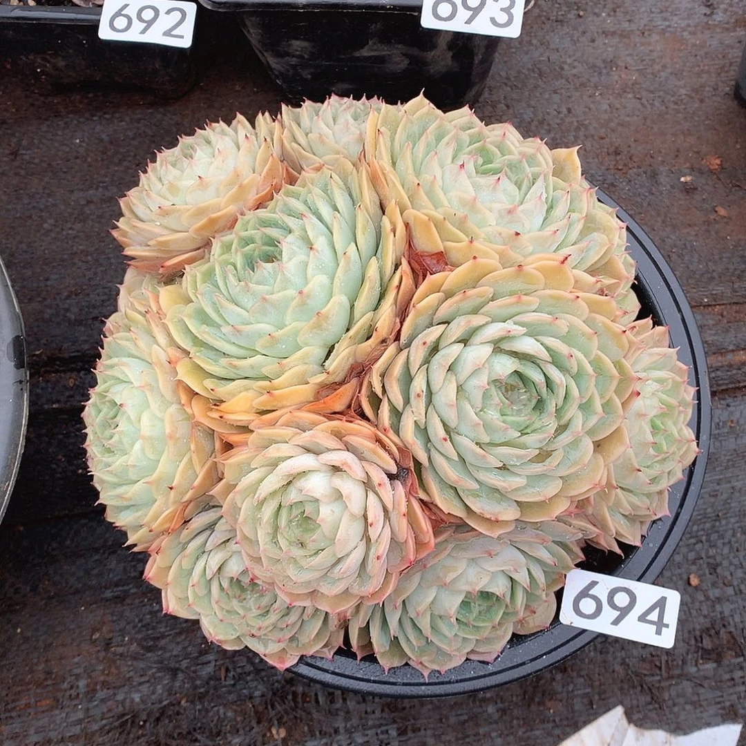 694昂斯诺 一物一拍多肉