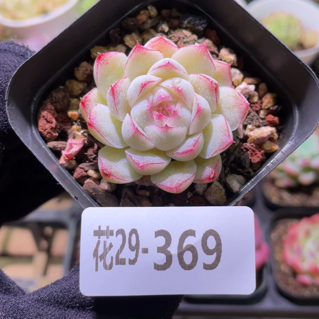 花利美29-369女王玫瑰