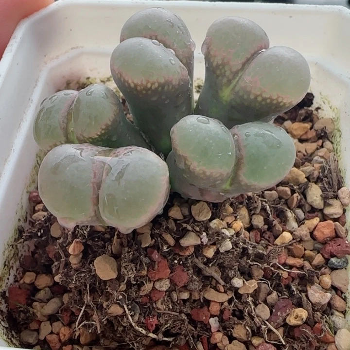 各***只多肉植物母本风铃17号