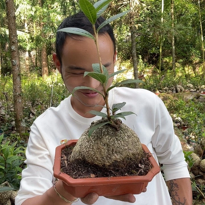 无花朵我也不知道我为什么要这样
