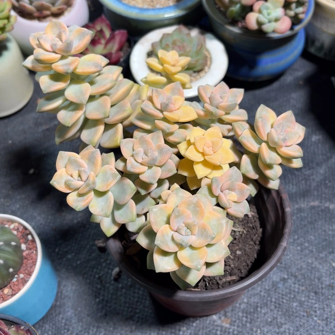 美杏锦多肉整群12㎝盆