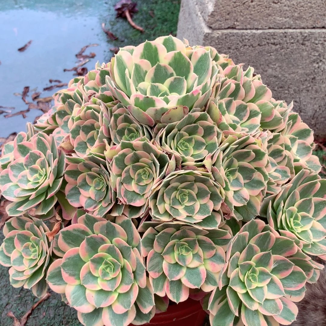 妖月捧花，多肉植物