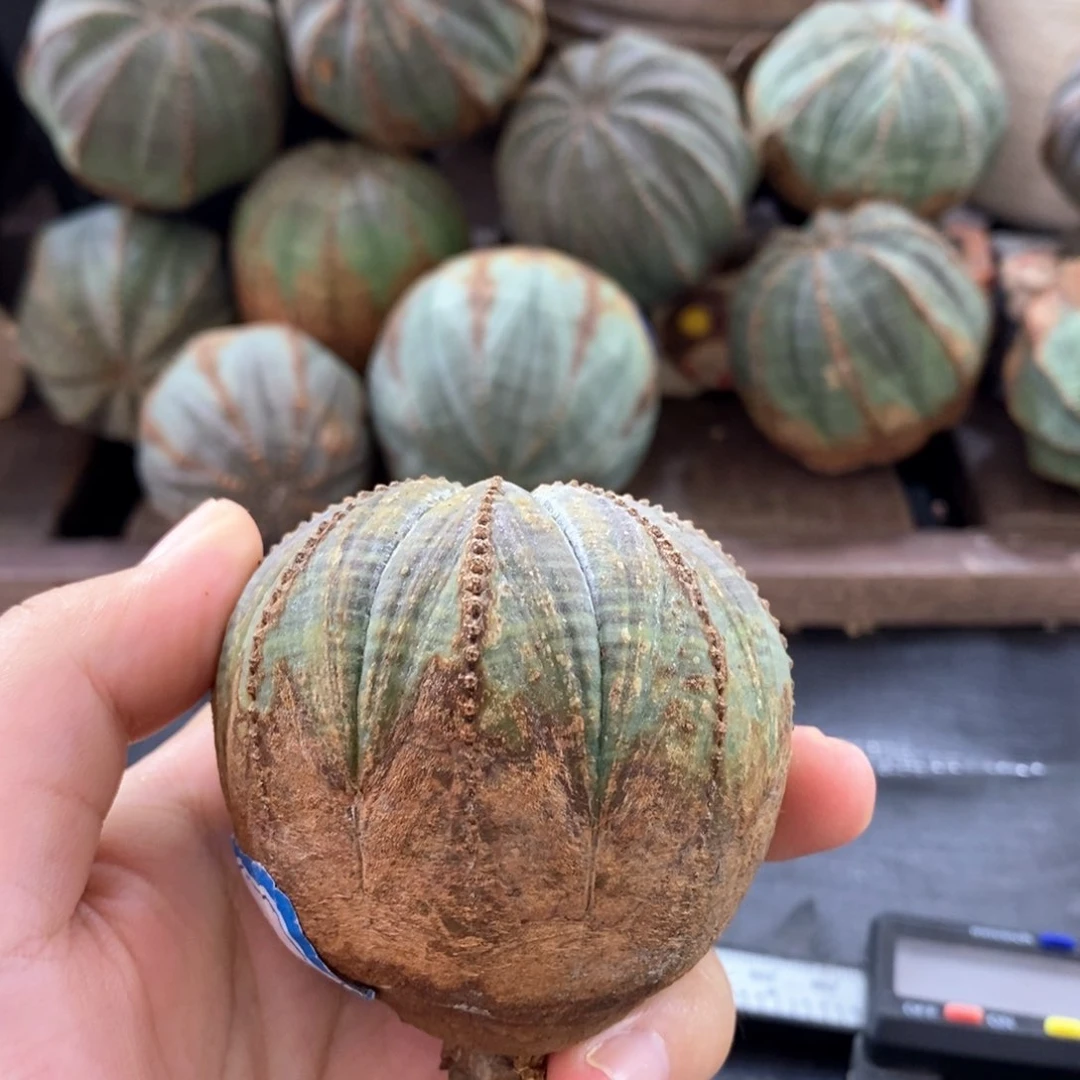原产地布纹球 一物一拍