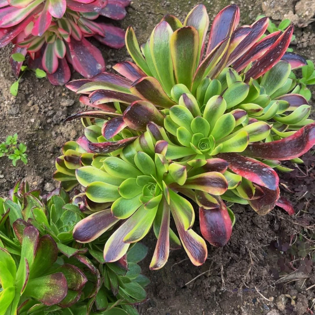 欧经理多肉植物捧花的