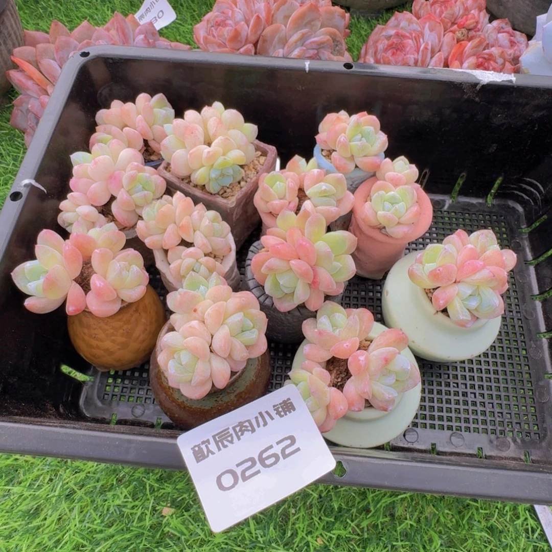 ****茄多肉植物冰玉一筐0262