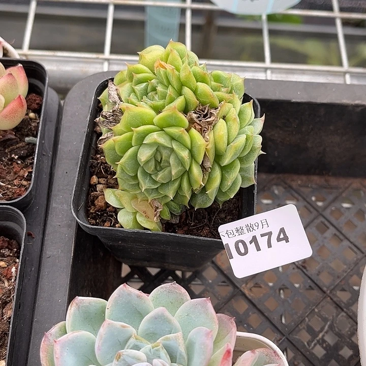 阿雅园艺。         174麦秆