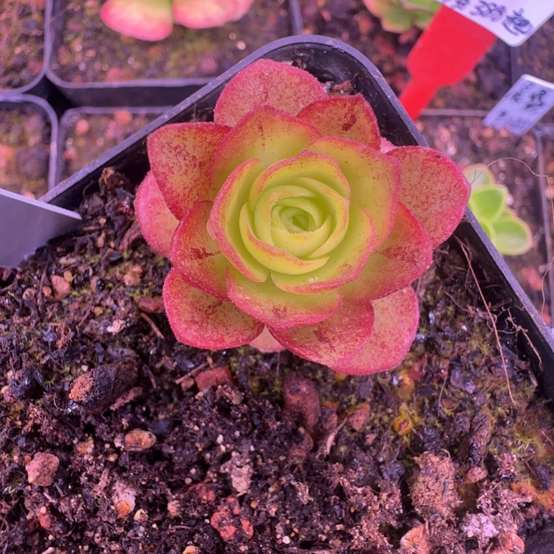 L***aL653半城玫瑰MF101新品不含盆土