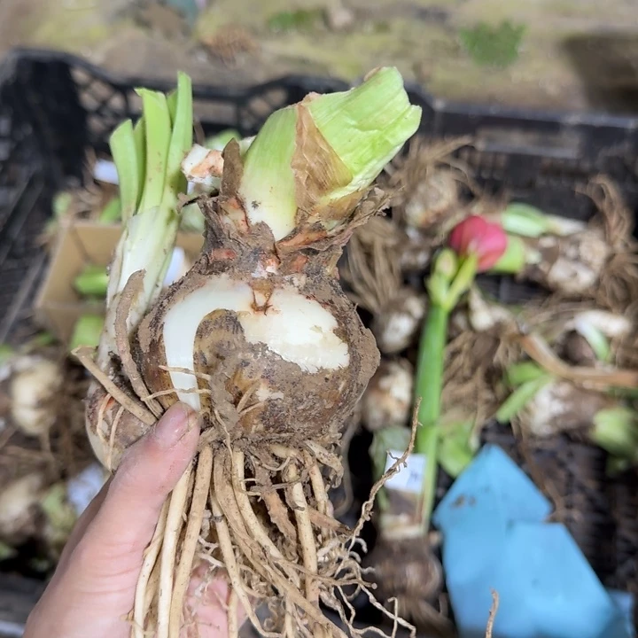 五月奇迹7+开花球闪购