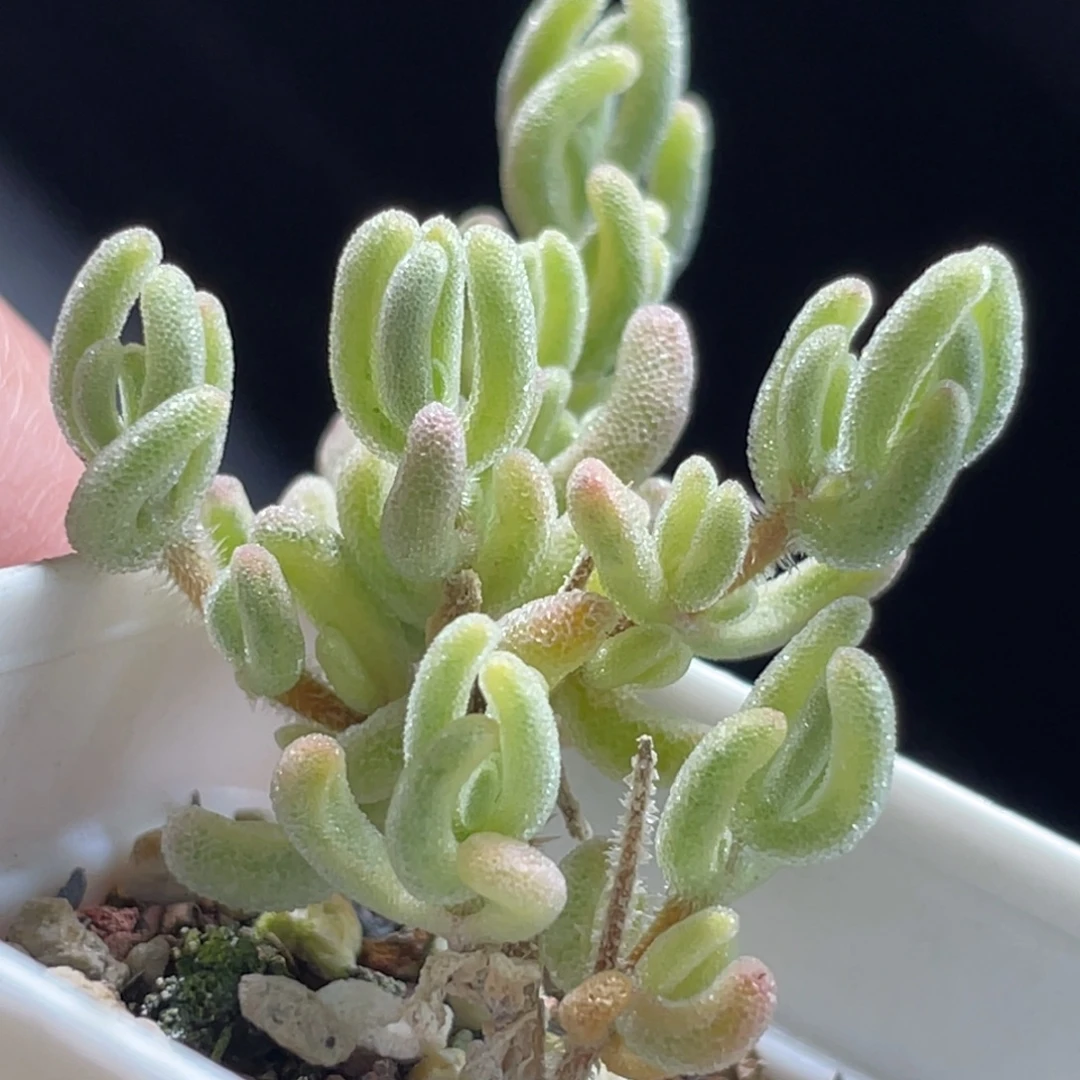 精选枝干一物一拍～9