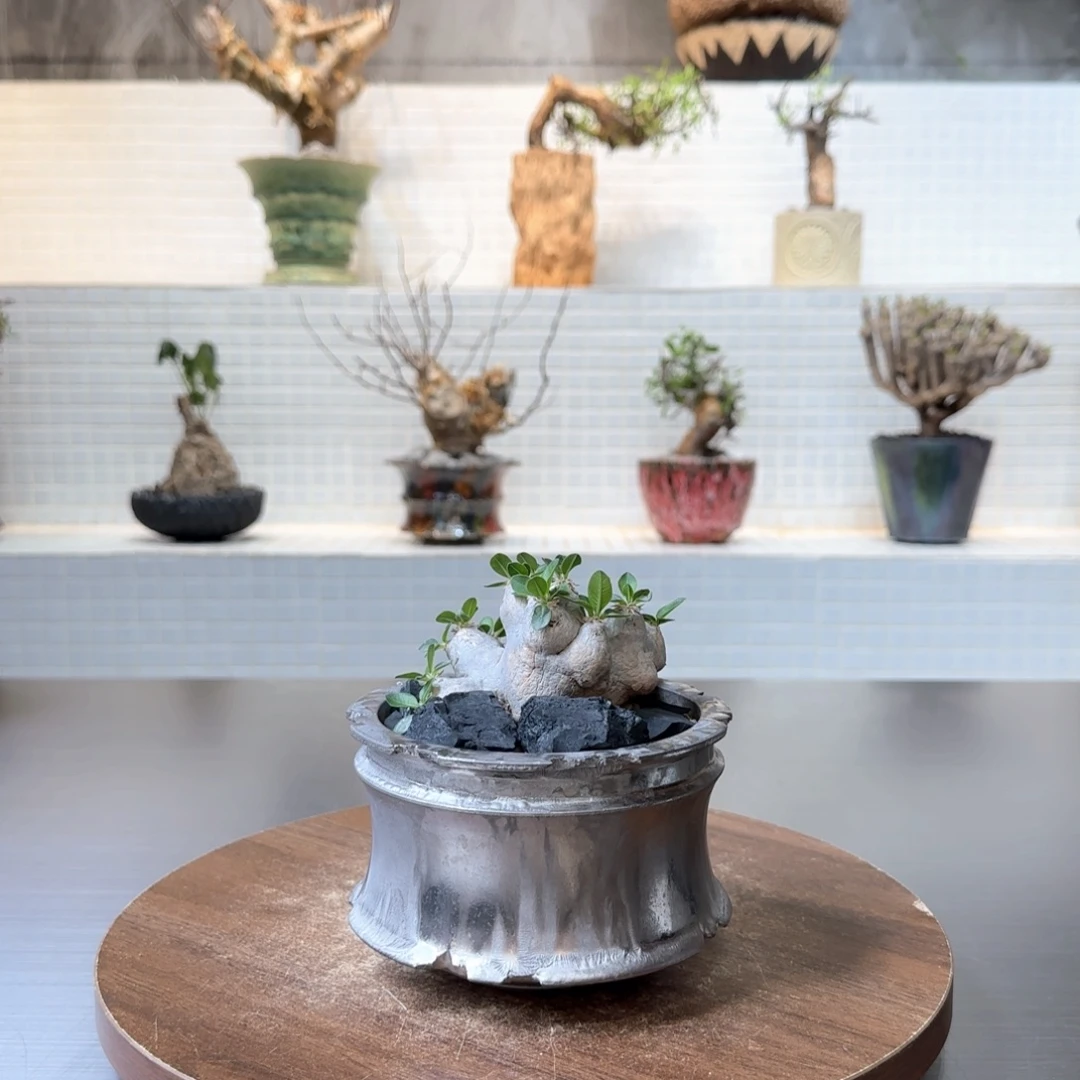 产地惠比须笑一物一拍