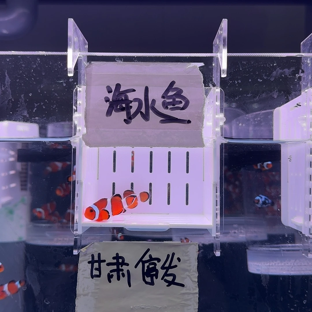 海水鱼4+精品黑边公子一对黑边
