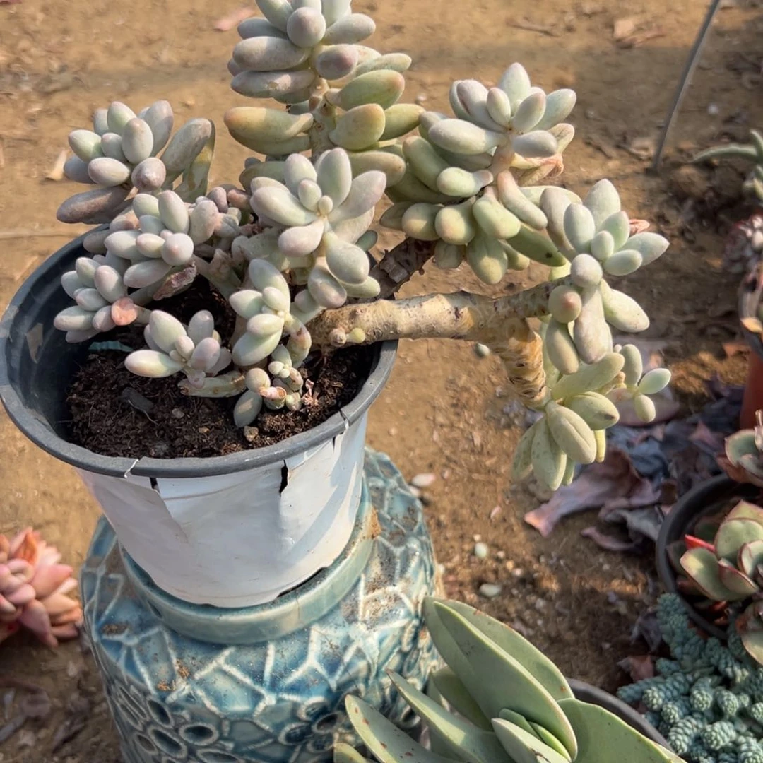 多肉植物婴儿手指