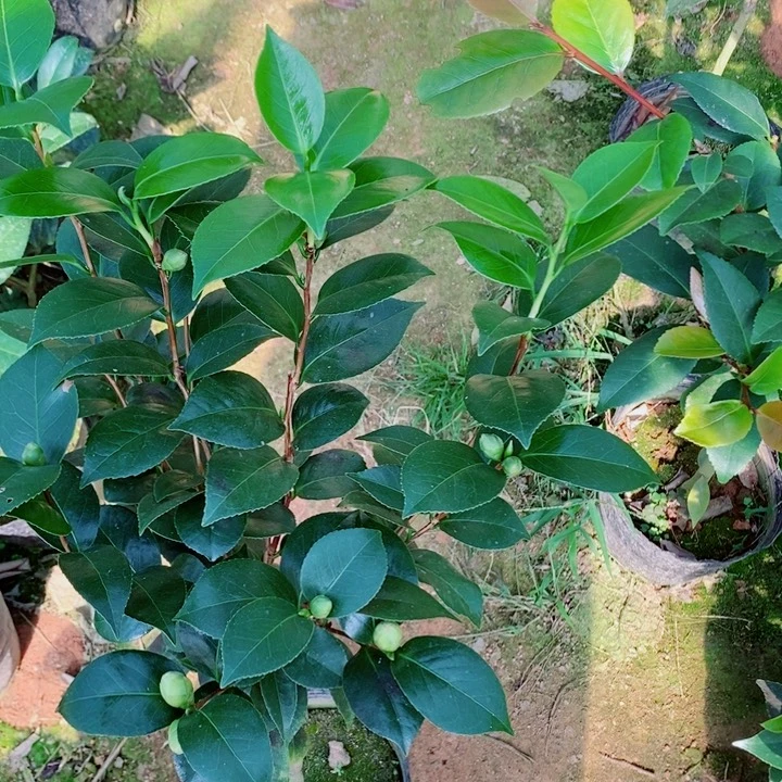 完全开放十八学士