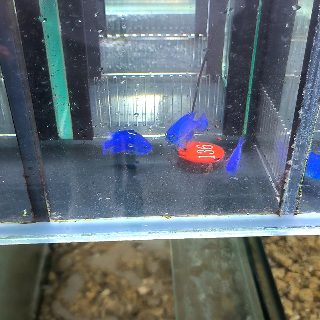 海水鱼纯蓝蓝魔4条/4-36-136