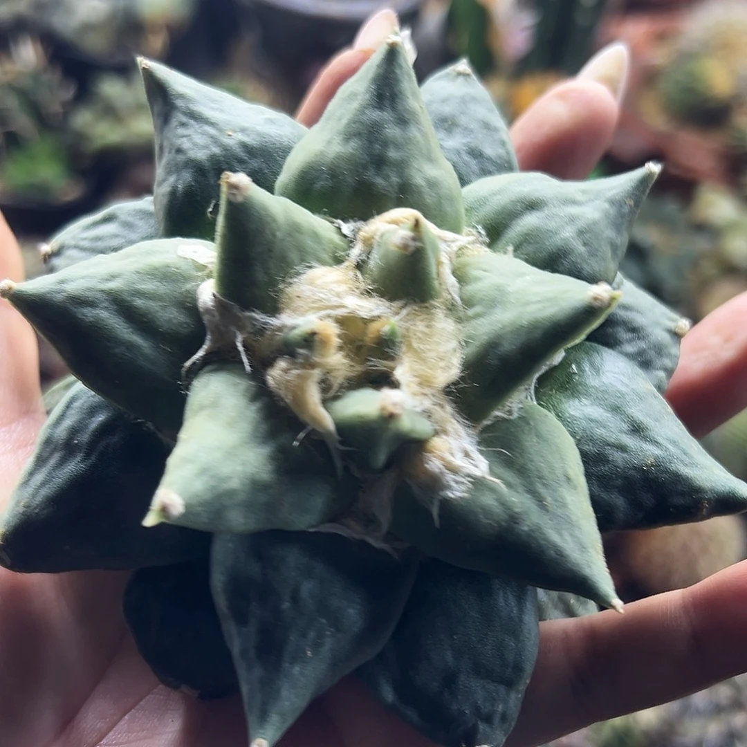 牡丹有根仙人球6666666666