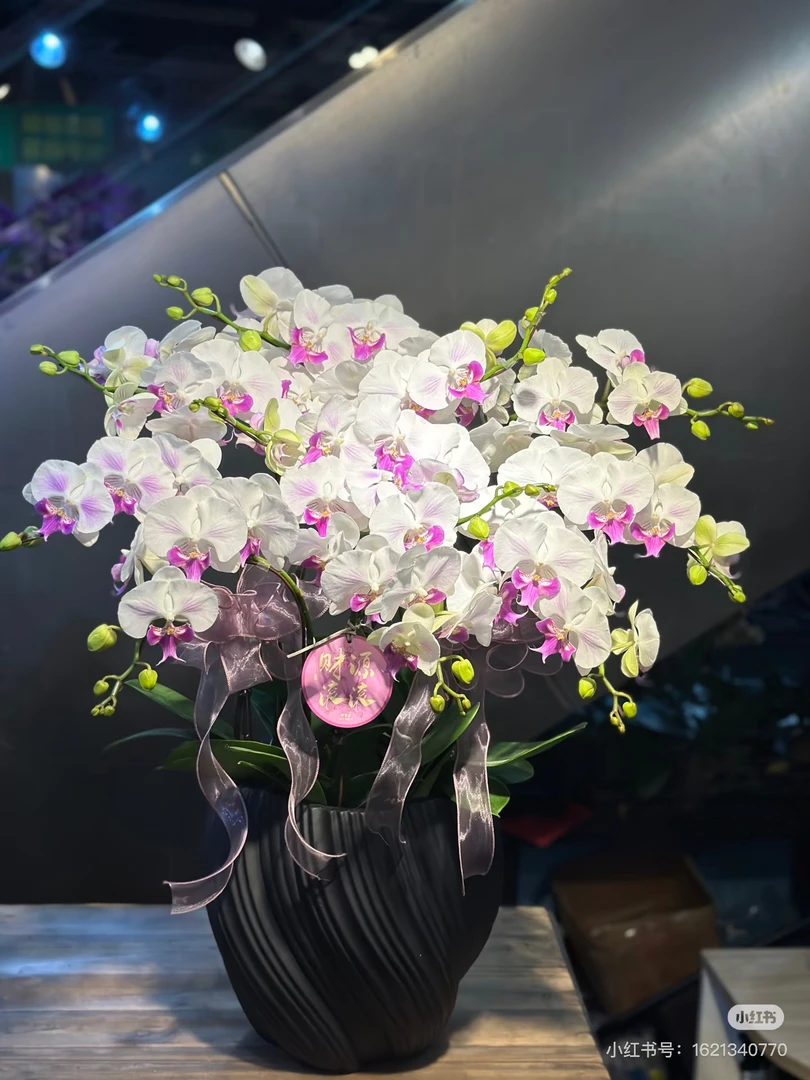 【茶花女带花】2.8寸高端稀有蝴蝶兰带花带花苞紫白色系花室内花卉