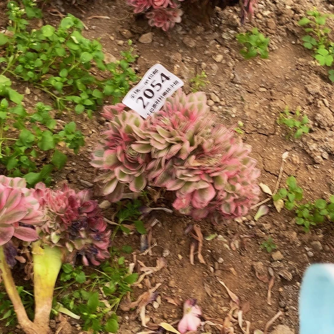 开**乐2054荔枝缀化多肉板子炸口