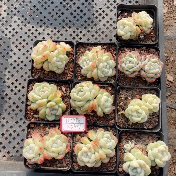 ***冰玉多肉七方盆一组10个