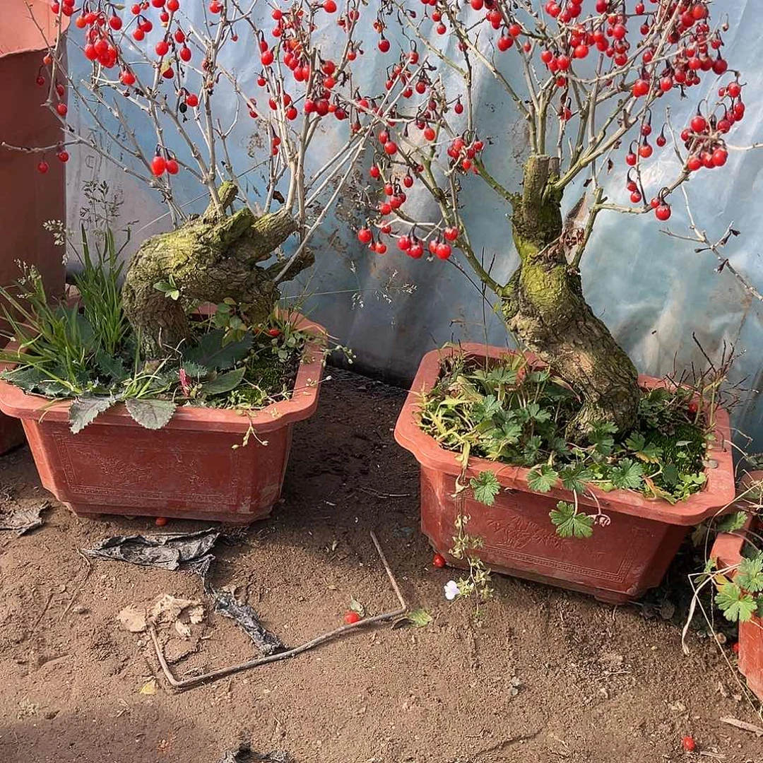 土***山完全开放枸杞盆栽