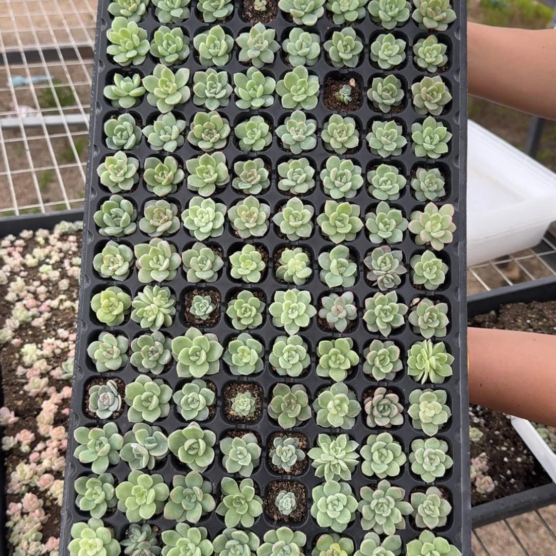 如图麦雪穴盘一盘不售后