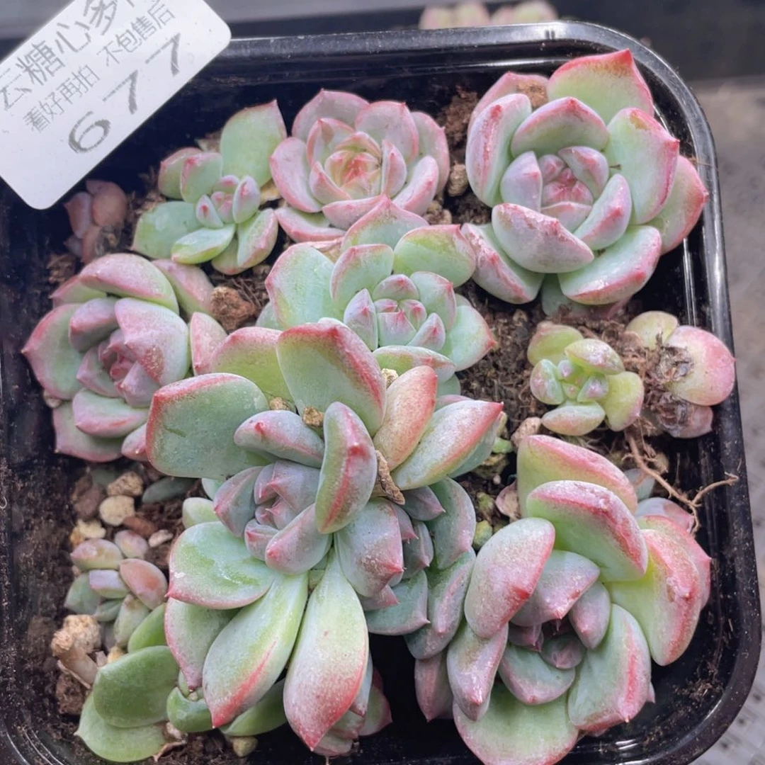 云糖心多肉植物677