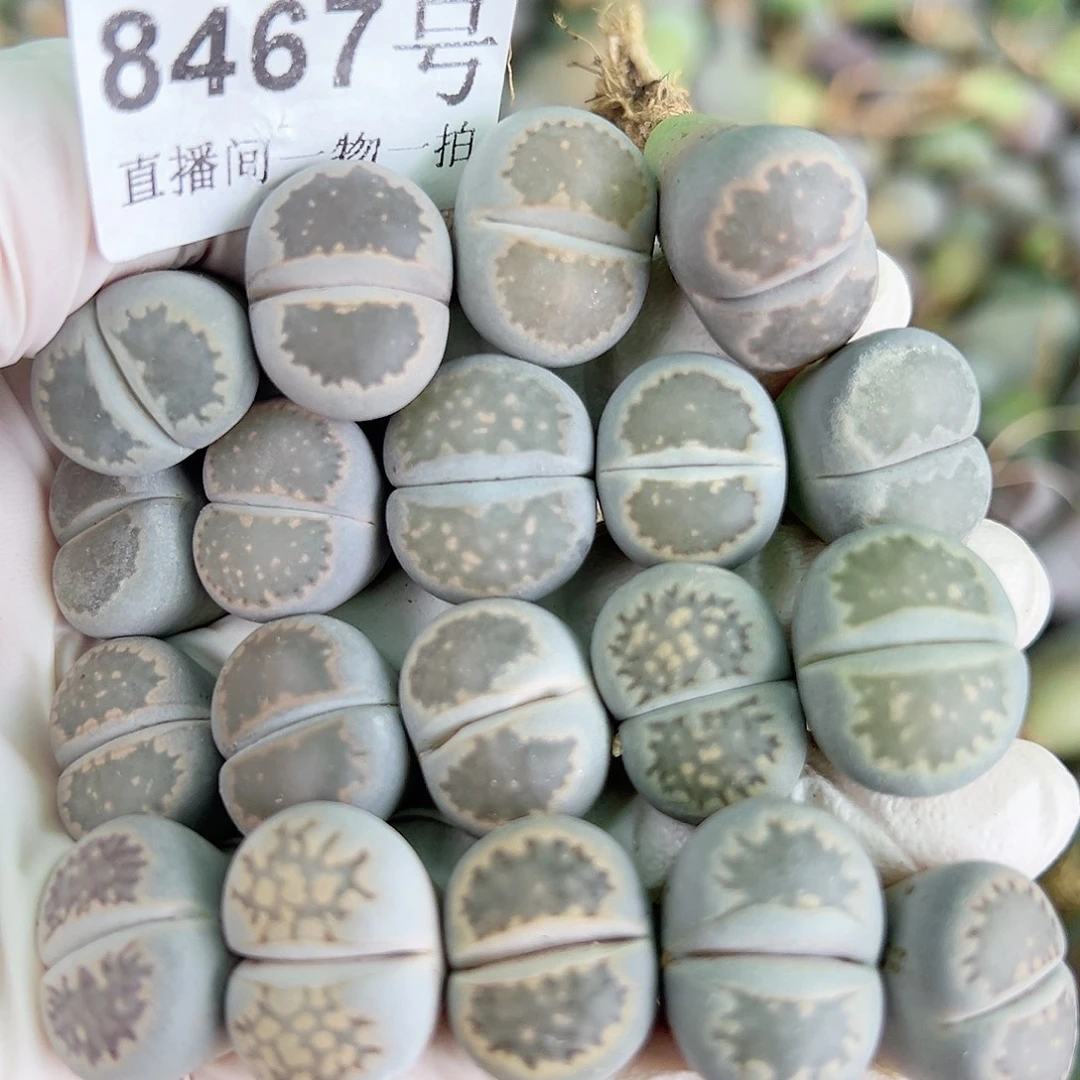 8467 好养易活生石花大母本19个