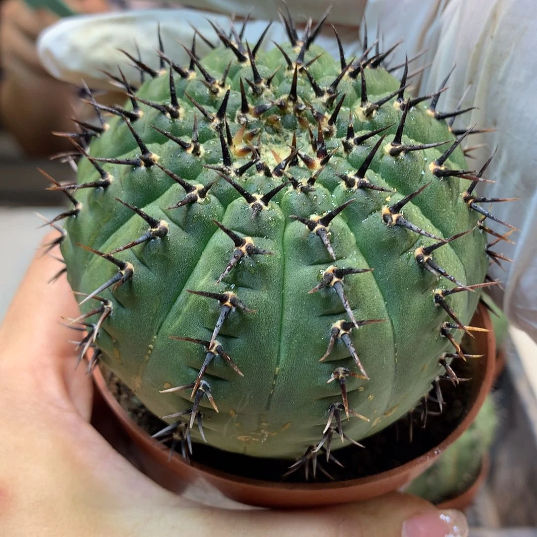 实生 黑刺凤头整体8公分起发