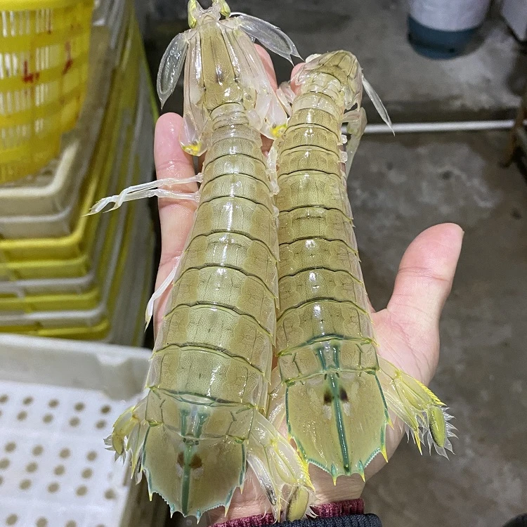 北部湾皮皮虾 软壳肉虾5斤顺丰包邮