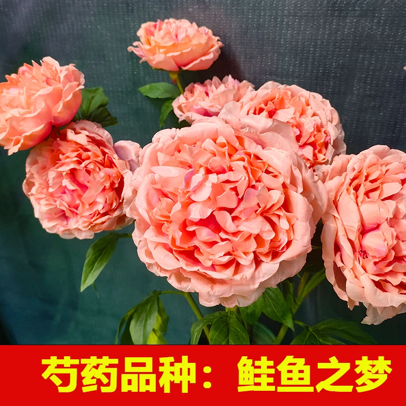 精品芍药花苗 鲑鱼之梦 庭院地栽盆栽开花大花期长易养活