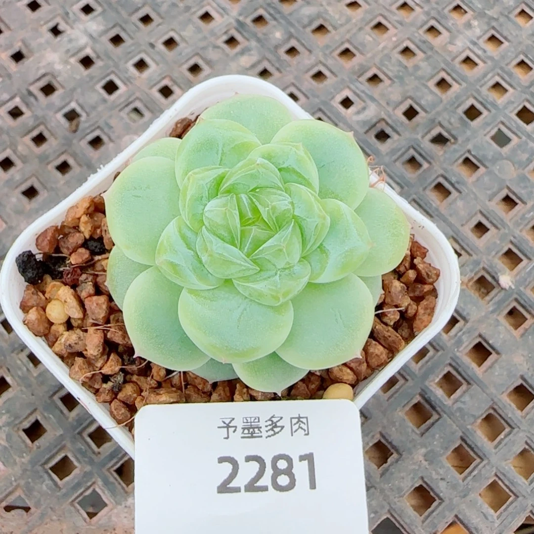 白体财富密码，2281多肉植物
