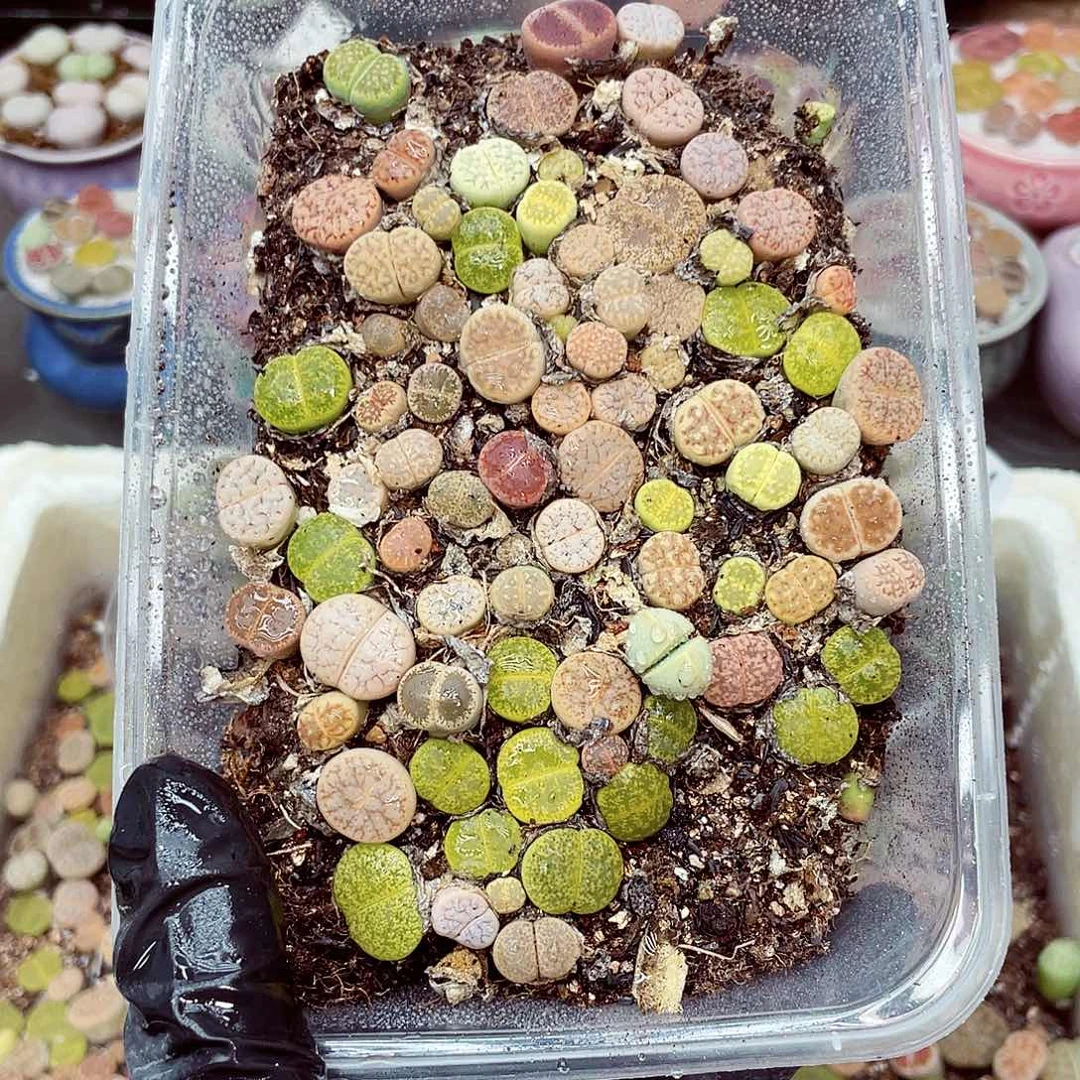 生石花18包邮0915-150