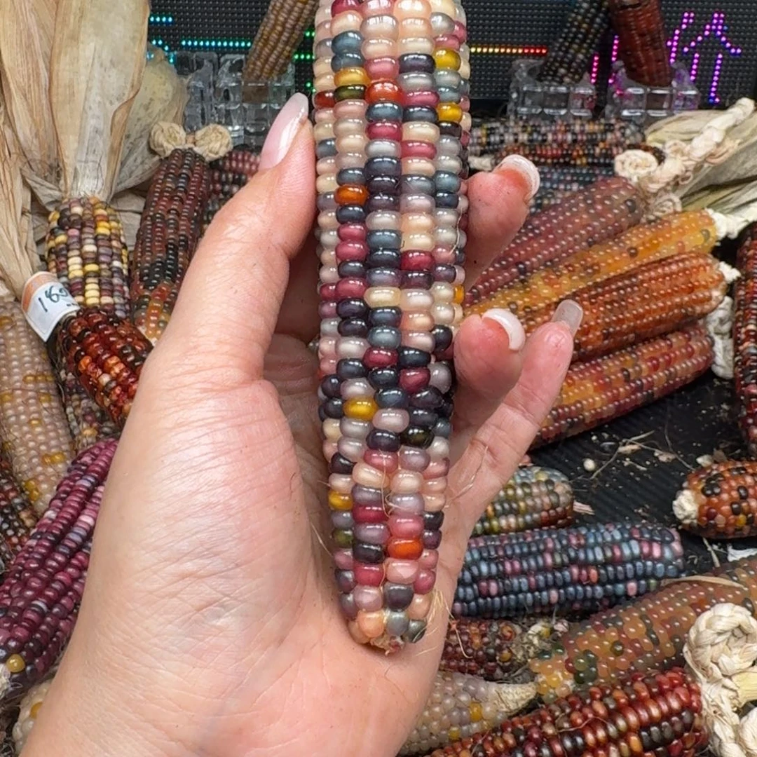 柏香籽/百香籽吊坠九****