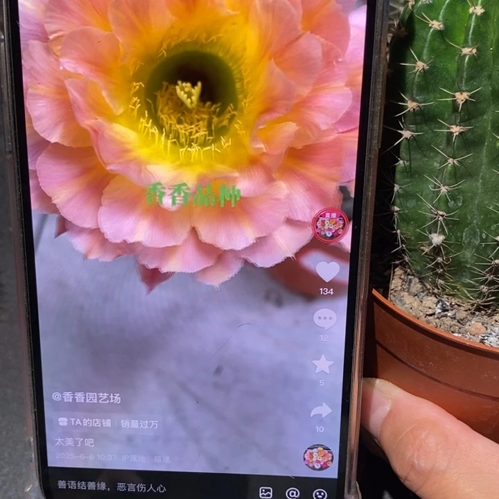 香香67号6公分左右