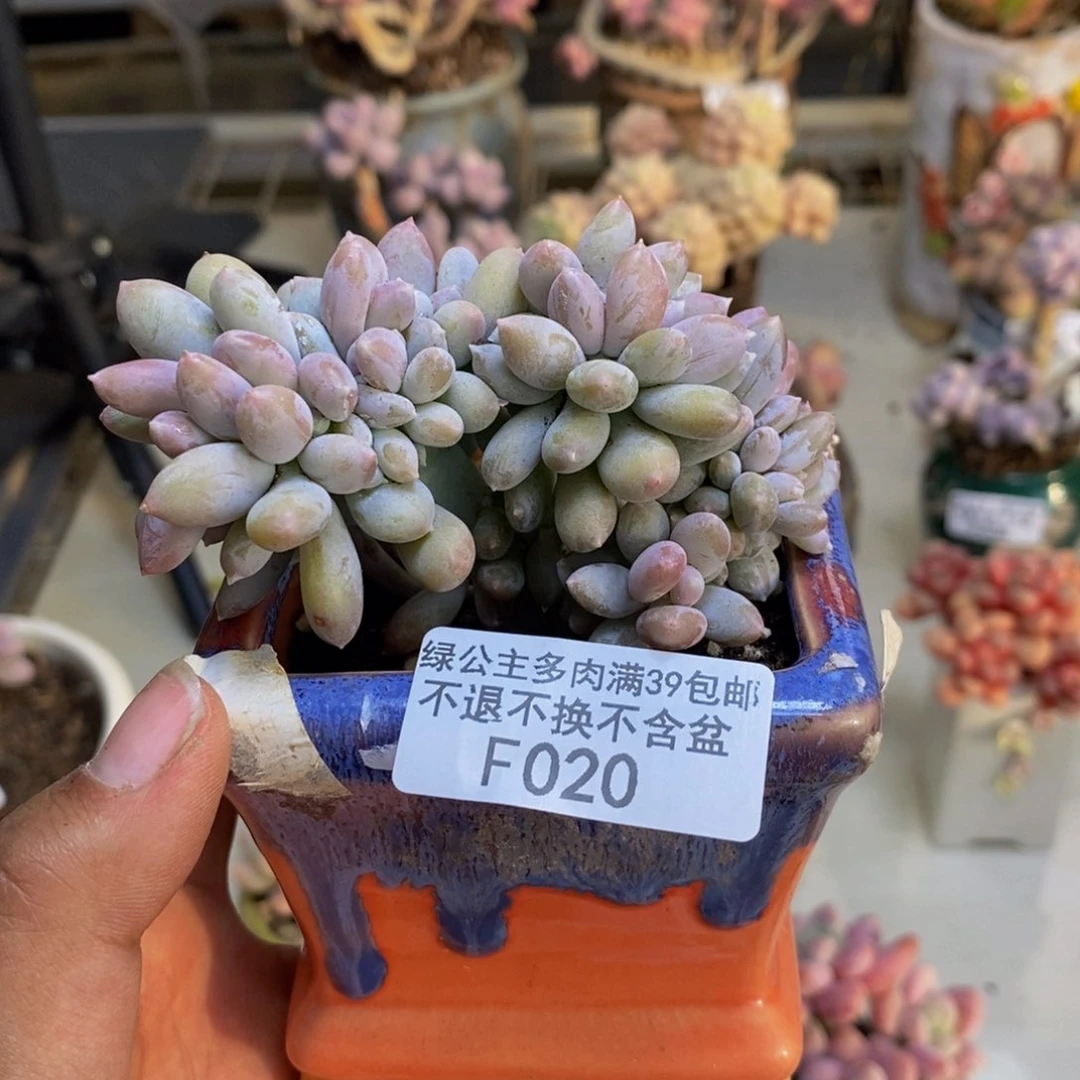 020屁桃奶酪缀多肉7c m