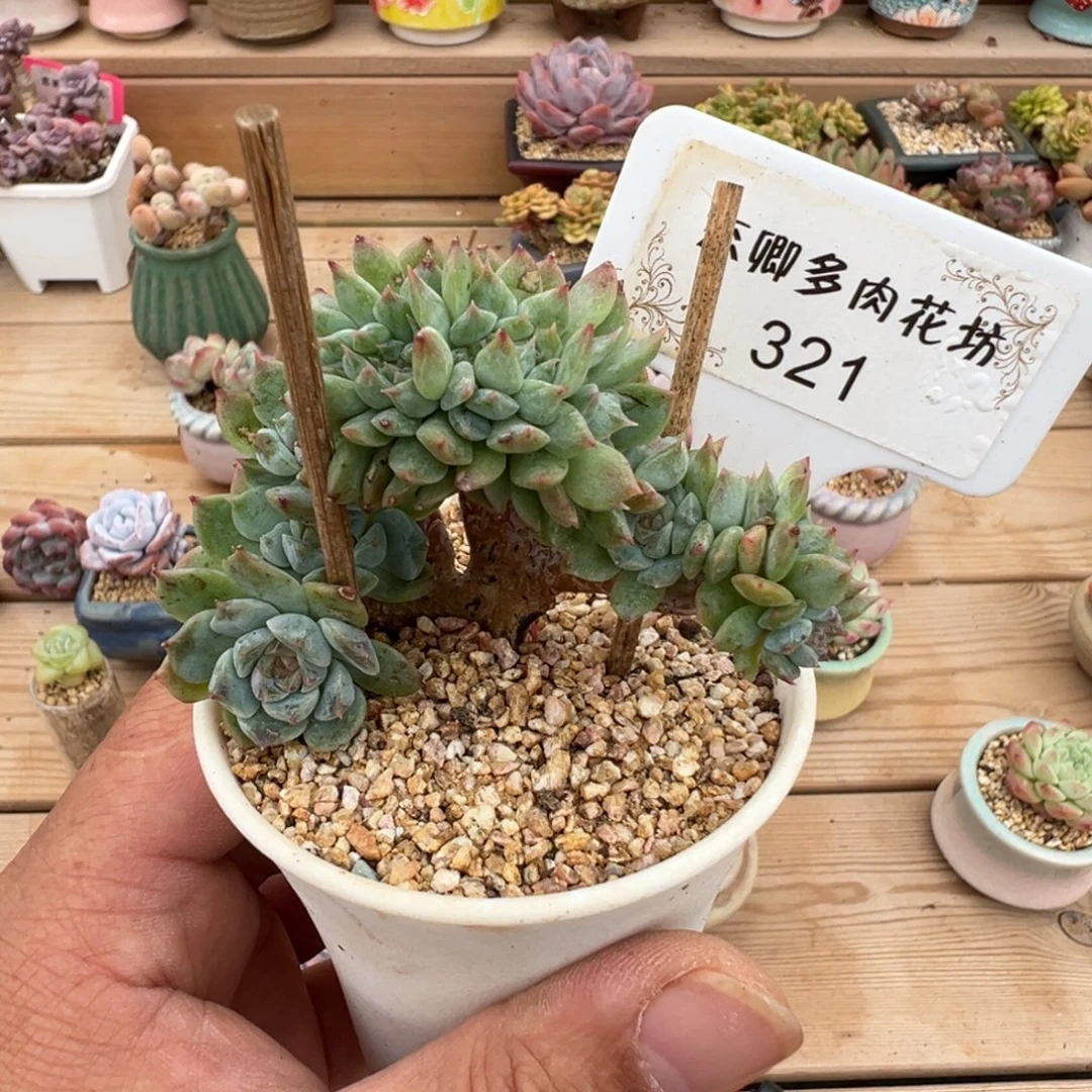 321糖心小树缀0000