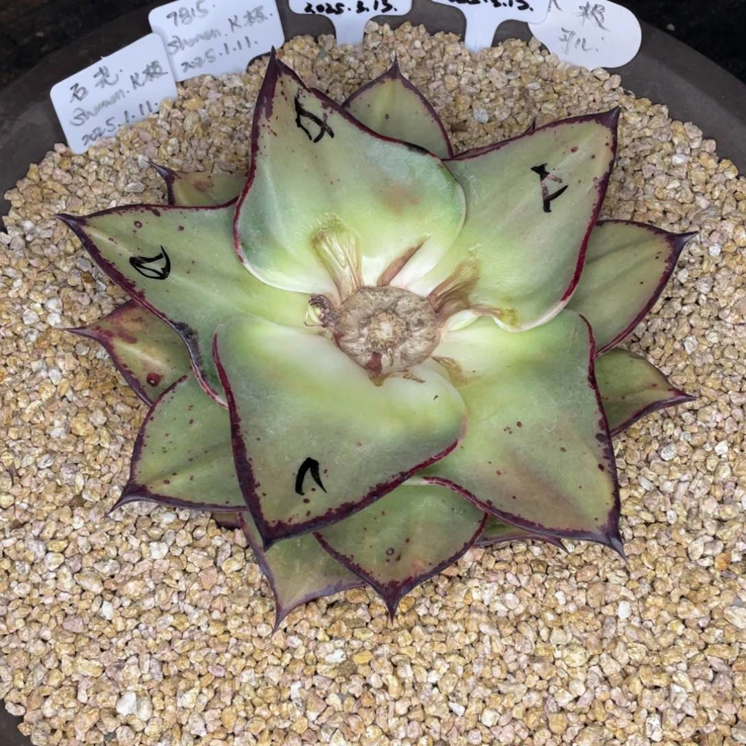 舍*多肉植物，k极2颗