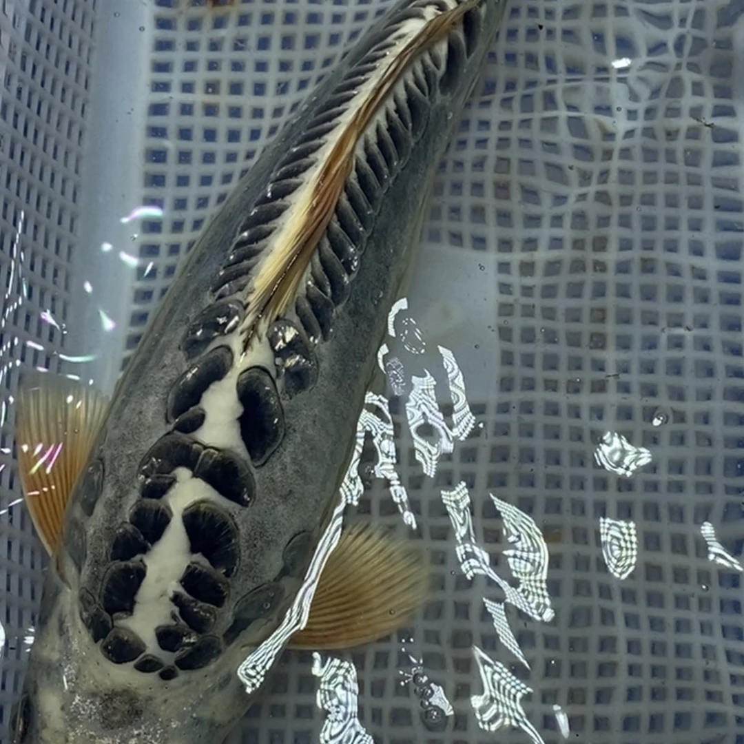 锦鲤冷水锦鲤包邮