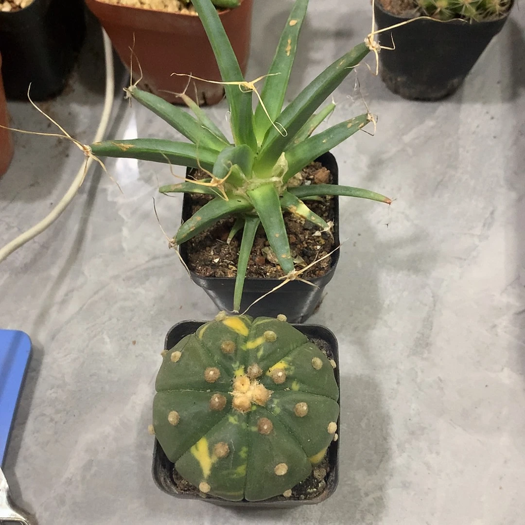 当前无花栽培后可以开花福利球